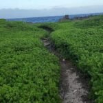 Kleine Pemphis acidula boom op zee-exposed koraalkalkkust.