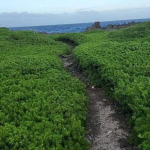 Kleine Pemphis acidula boom op zee-exposed koraalkalkkust.