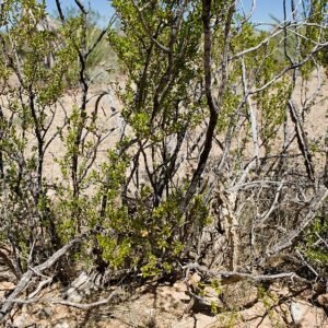 Peniocereus greggii cactus met witte bloemen en stekelige stengels in close-up.