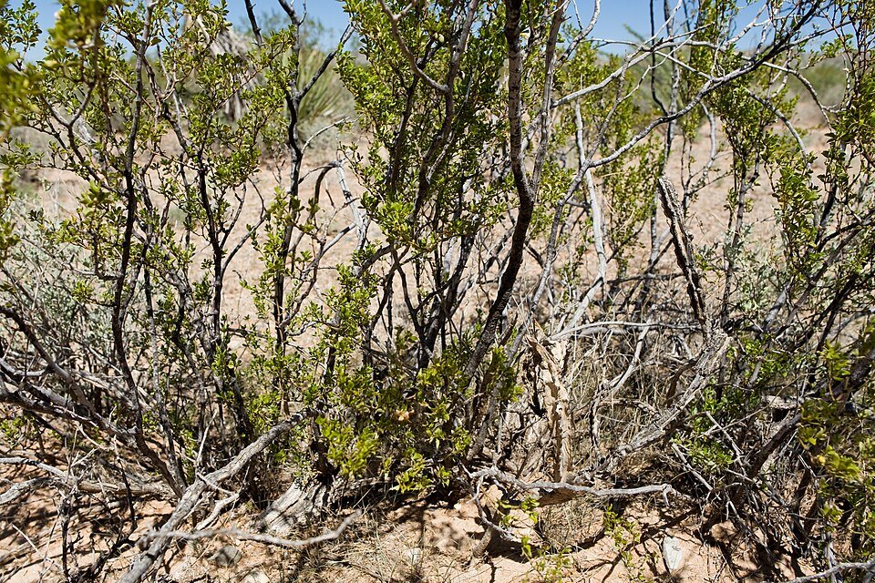 Peniocereus greggii cactus met witte bloemen en stekelige stengels in close-up.