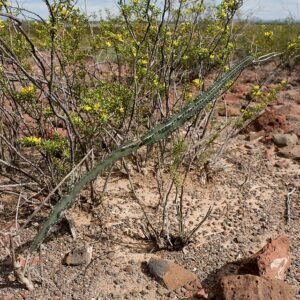 Peniocereus Greggii cactus met langgerekte groene stelen en witte bloemen, tegen een woestijnachtergrond.