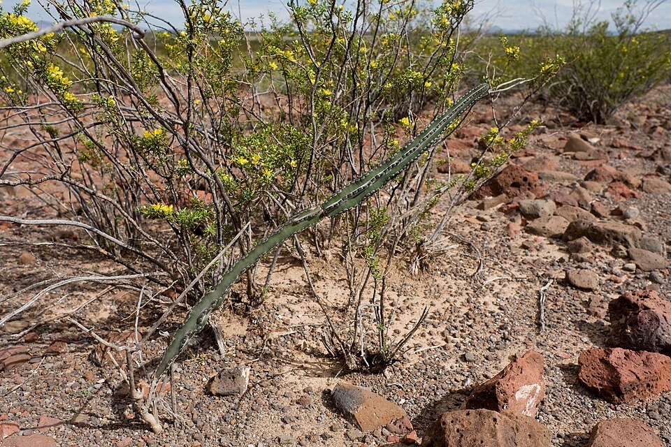 Peniocereus Greggii cactus met langgerekte groene stelen en witte bloemen, tegen een woestijnachtergrond.