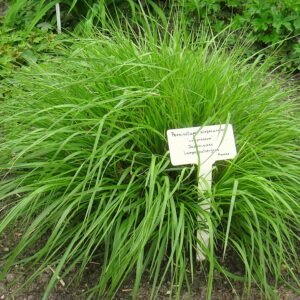 Pennisetum alopecuroides plant met pluizige, flessenborstel-achtige bloemen in een botanische tuin.