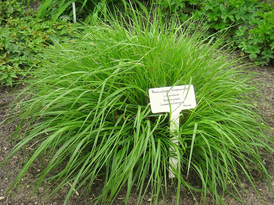 Pennisetum alopecuroides plant met pluizige, flessenborstel-achtige bloemen in een botanische tuin.