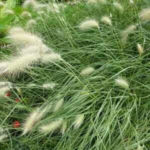 Elegant Pennisetum villosum ornamental grass with soft plumes in beige and brown tones.