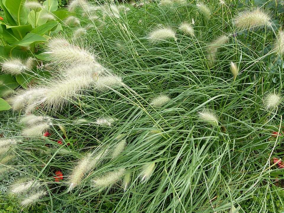 Elegant Pennisetum villosum ornamental grass with soft plumes in beige and brown tones.