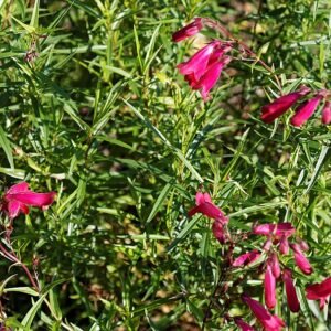 Prachtige witte Penstemon bloemen in Capel Manor Gardens in Londen.