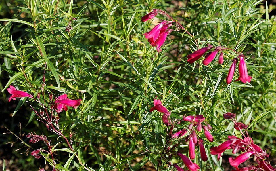 Prachtige witte Penstemon bloemen in Capel Manor Gardens in Londen.