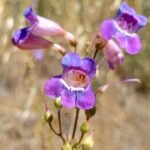 Bloeiende Penstemon spectabilis plant met lila buisvormige bloemen en lancetvormige bladeren.