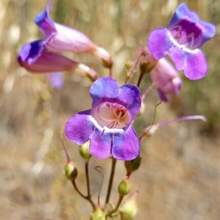 Bloeiende Penstemon spectabilis plant met lila buisvormige bloemen en lancetvormige bladeren.