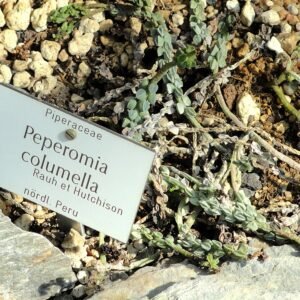 Peperomia columella plant met sappige groene bladeren in botanische tuin.