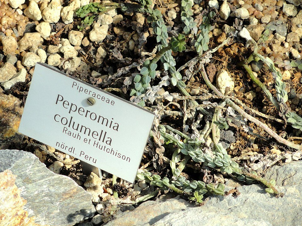 Peperomia columella plant met sappige groene bladeren in botanische tuin.