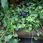 Peperomia serpens plant in Wellington Botanic Garden.