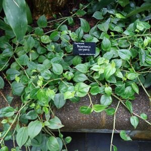 Peperomia serpens plant in Wellington Botanic Garden.
