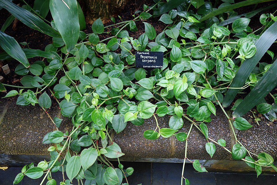 Peperomia serpens plant in Wellington Botanic Garden.