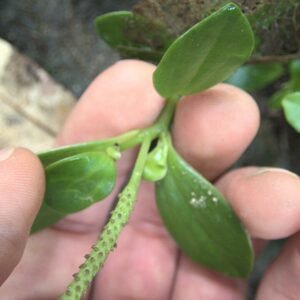 Peperomia urvilleana plant met levendige groene en rode ronde bladeren in een pot.