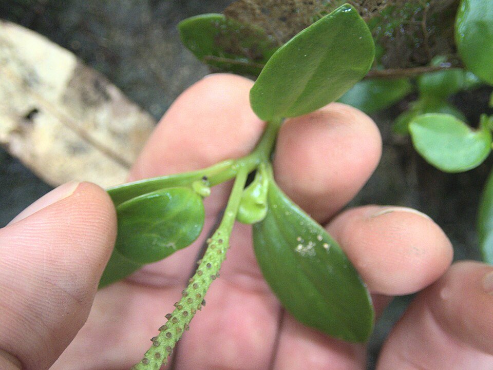 Peperomia urvilleana plant met levendige groene en rode ronde bladeren in een pot.