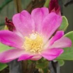 Pereskia bahiensis plant met groene bladeren en doornen in natuurlijke omgeving.