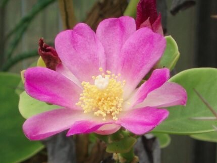 Pereskia bahiensis plant met groene bladeren en doornen in natuurlijke omgeving.