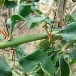 Pereskia stenantha cactus met levendige groene bladeren en kleine rode bloemen.