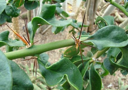 Pereskia stenantha cactus met levendige groene bladeren en kleine rode bloemen.