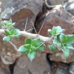 Pereskiopsis diguetii plant met lange groene stelen en ovale bladeren.