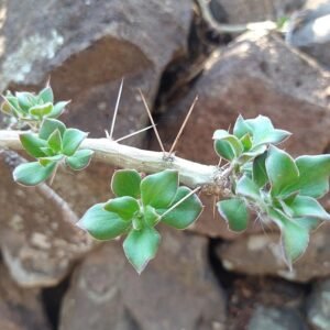 Pereskiopsis diguetii plant met lange groene stelen en ovale bladeren.