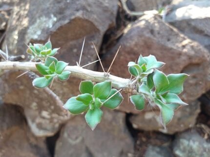 Pereskiopsis diguetii plant met lange groene stelen en ovale bladeren.