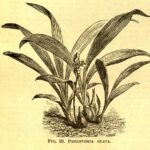 Witte Peristeria elata orchidee in bloei met groene bladeren (1884 illustratie).