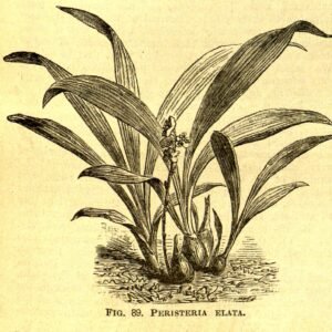 Witte Peristeria elata orchidee in bloei met groene bladeren (1884 illustratie).