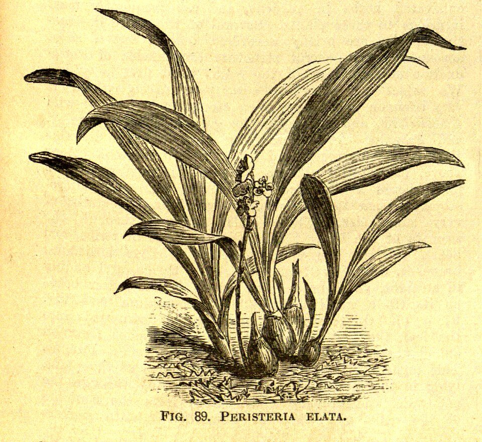 Witte Peristeria elata orchidee in bloei met groene bladeren (1884 illustratie).