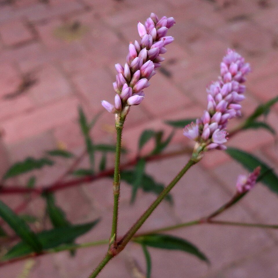 Persicaria pensylvanica plant met rode bloemen en groene bladeren.