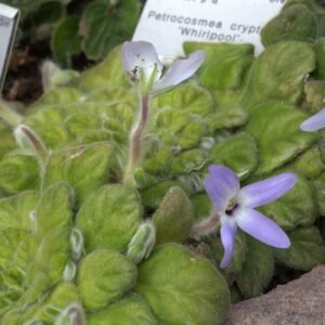 Petrocosmea kerrii plant with green leaves and purple flowers.
