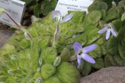 Petrocosmea kerrii plant with green leaves and purple flowers.