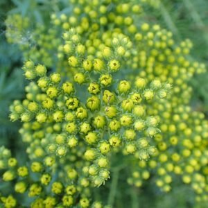 Vetkruidplant met vlezige groene bladeren en gele bloemen in een tuinsetting.