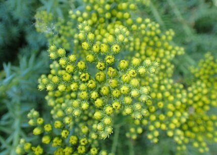 Vetkruidplant met vlezige groene bladeren en gele bloemen in een tuinsetting.