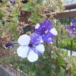 Petunia (night sky)