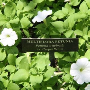 Petunia bloemen in weerbestendige witte kleur op een tapijt.