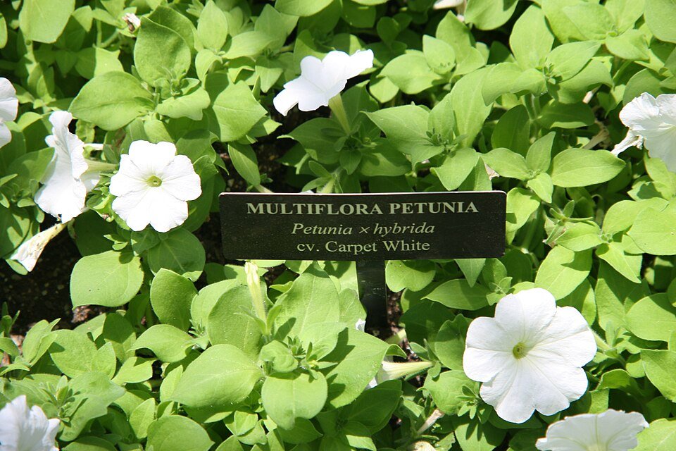 Petunia bloemen in weerbestendige witte kleur op een tapijt.