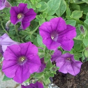Grootbloemige Petunia in verschillende kleuren en groottes.