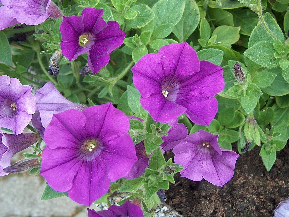 Grootbloemige Petunia in verschillende kleuren en groottes.