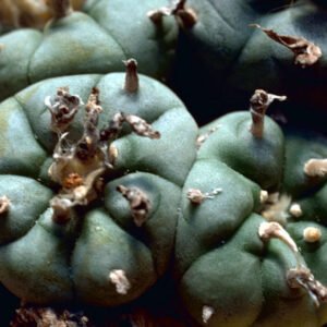 Lophophora williamsii Peyote Cactus op kleigrond.