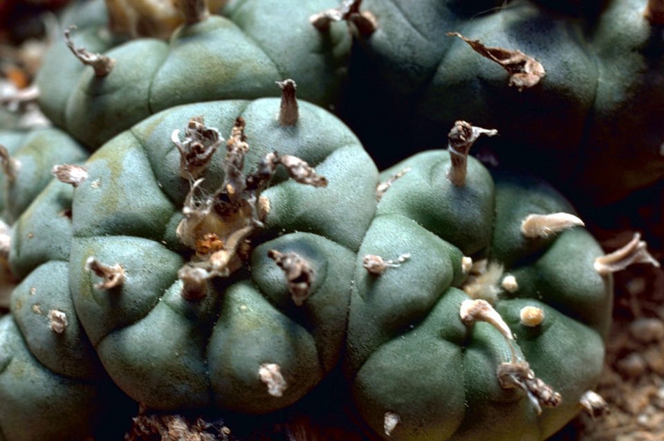 Lophophora williamsii Peyote Cactus op kleigrond.