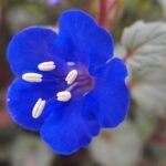 Blauwe Phacelia campanularia bloemen in volle bloei met groene bladeren.