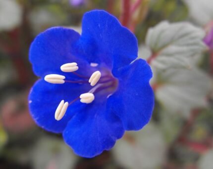 Blauwe Phacelia campanularia bloemen in volle bloei met groene bladeren.