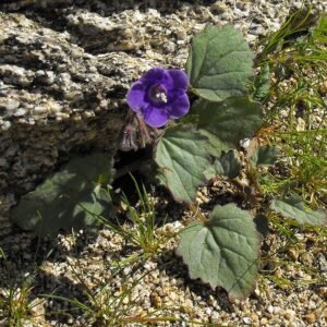 Bloeiende paarse Phacelia minor bloemen met groen blad.