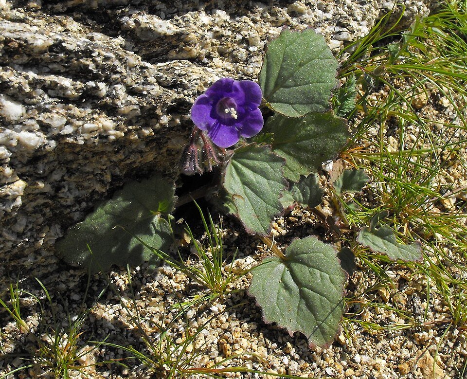 Bloeiende paarse Phacelia minor bloemen met groen blad.
