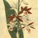 Phaius tancarvilleae orchidee bloemen in wit en roze, met groene bladeren