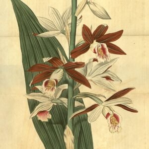 Phaius tancarvilleae orchidee bloemen in wit en roze, met groene bladeren