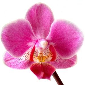 White Phalaenopsis orchid flower with purple and yellow accents.